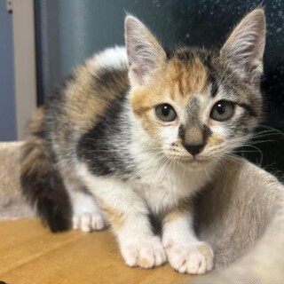 甘えん坊　さとみ