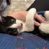 とても可愛いハチワレ子猫のポロ！ サムネイル6