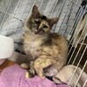 中毛サビ猫　サービー サムネイル3