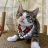 ミルクから育てた可愛い４兄妹♪　おあげちゃん サムネイル2