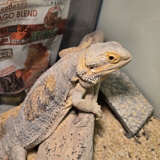 フトアゴヒゲトカゲ