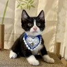 ミルクから育てた可愛い４兄妹♪　ひじきくん サムネイル3