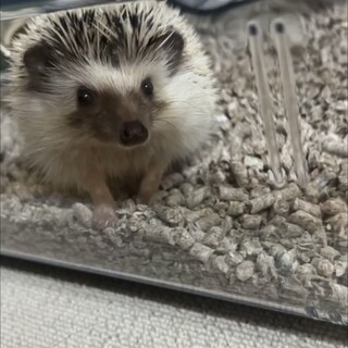 ハリネズミ 女の子 里親募集中????⸒⸒