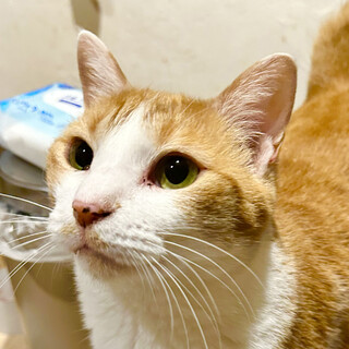 ツンデレな茶白の女の子＊きぬちゃん・推定4歳