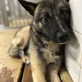 殺処分対象❗️収容期限6/24迄❗️延長なし