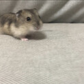 ジャンガリアンハムスターのオスです！
