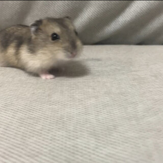 ジャンガリアンハムスターのオスです！