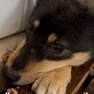 殺処分対象❗️収容期限6/24迄❗️延長なし