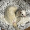 マーシャルの男の子です