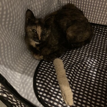 サビ猫ちゃん