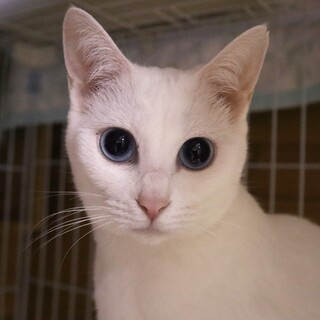 美しさがギュッとつまった真珠(しんじゅ)ちゃん