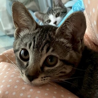 【6/22品川】幸せ運ぶ♪甘えん坊で元気いっぱい