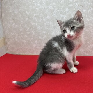 グレー系3姉妹健康優良猫！慣れてる❤つばめ