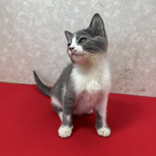 グレー系3姉妹健康優良猫！人が大好き❤すずめ