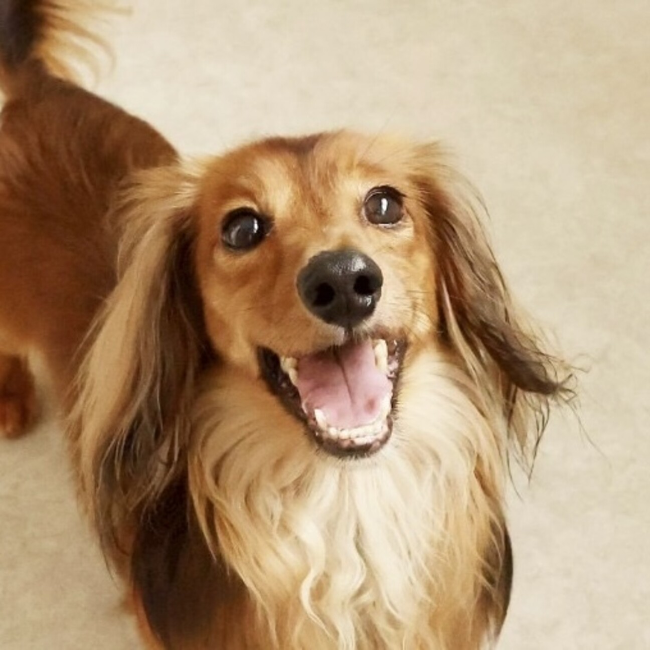 とってもイケワンなダック」愛知県 - 犬の里親募集(517977
