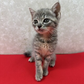 グレー系3姉妹健康優良猫！オモチャ大好き❤ひばり