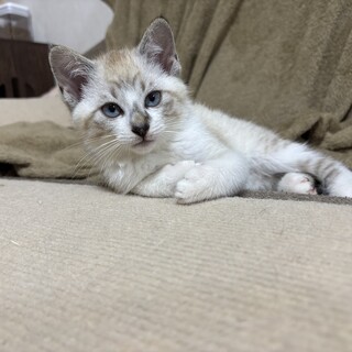 超甘えん坊の男の子