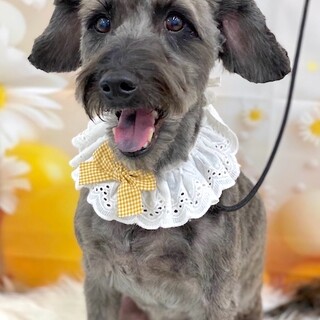 人馴れ抜群好奇心旺盛な男の子ダイナ