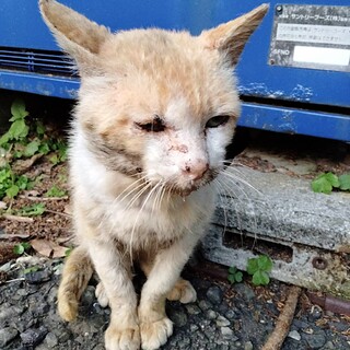 長崎県からやってきた『トボ』君