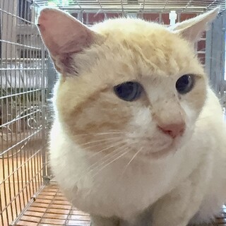 長崎県からやってきた『ハク』君