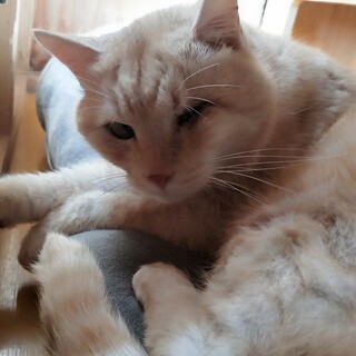 片目の男前『成（なる）』君