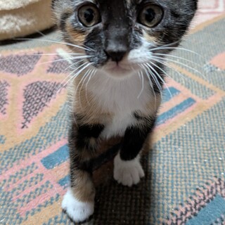子猫の里親募集　メス