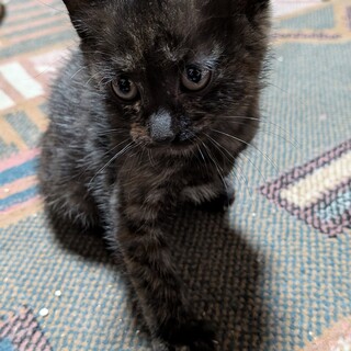 子猫の里親募集　メス 