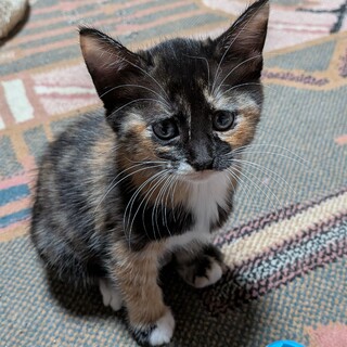 子猫の里親募集　メス 