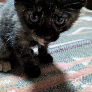 子猫の里親募集　メス 