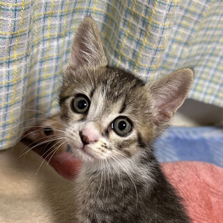 将来はイケニャン賢い子★かぶと