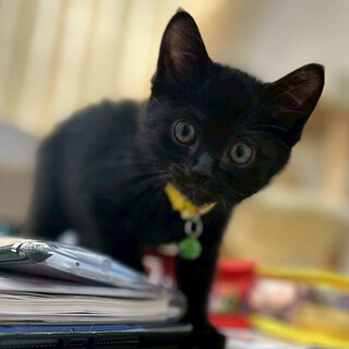 まぁるいお顔にまん丸お目目★もけお