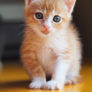 可愛い茶白ちゃん1