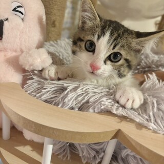 ピンクのお鼻がキュート♡ゆかりちゃん