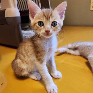 可愛い茶白ちゃん2