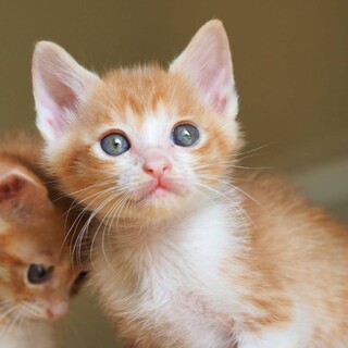 可愛い茶白くん3