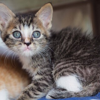 可愛いキジ白くん4