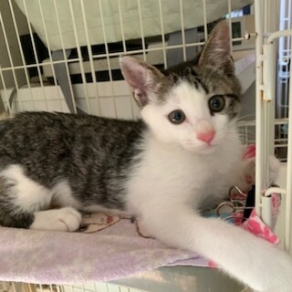 募集一時停止人懐こいキジ白 フォギー君去勢MC済