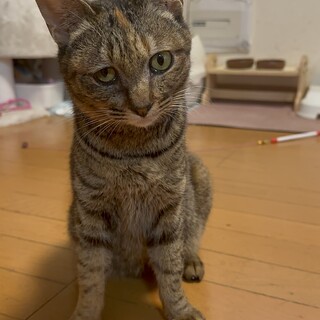 おしゃべり大好き、コロンコロン甘えんぼ♡そらまめ