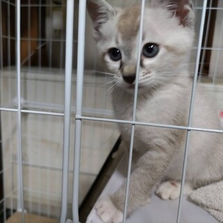 ふんわりグレーちゃん