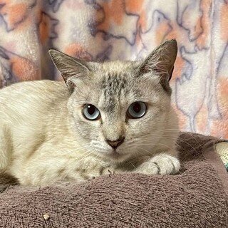 ブルーアイシャム風美女 かすみちゃん