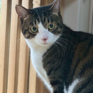 人慣れ抜群キジ白の平蔵くん