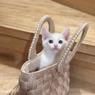 屋根の上の兄妹♥人懐こい♡ミルキーくん