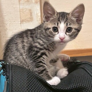 屋根の上の兄妹❣ぱっちりお目目♡グミちゃん