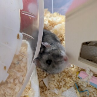 ジャンガリアンハムスター女の子