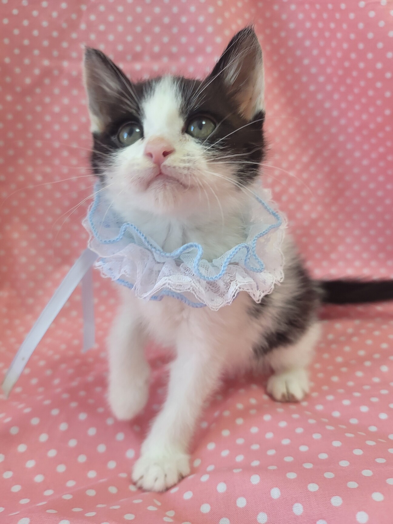 猫姉妹さま専用 61onsuL9PWL._UF894,1000_QL80_.jpg