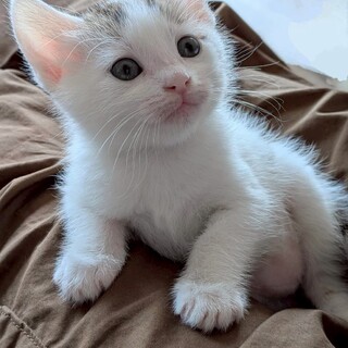 グルーミングは任せて❣愛くるしい♡ニンニンちゃん