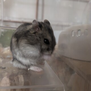 ジャンガリアンハムスター男の子
