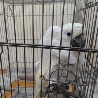 大人しいタイハクオウムです。