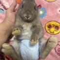 子うさぎ（1ヶ月半）