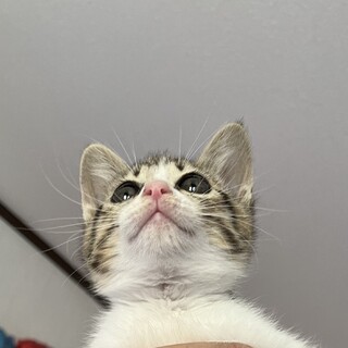 激かわ子猫の里親さん募集⭐️